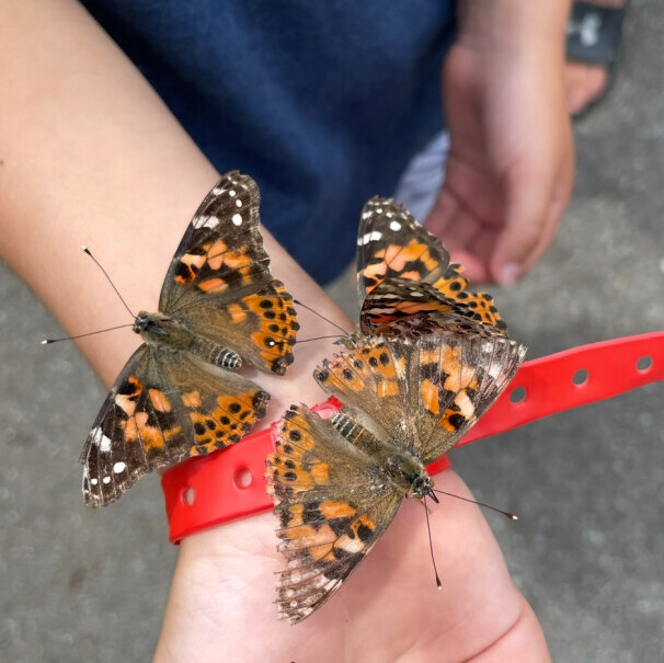 Butterflies at Governor's Crossing Resort in Pigeon Forge, TN.